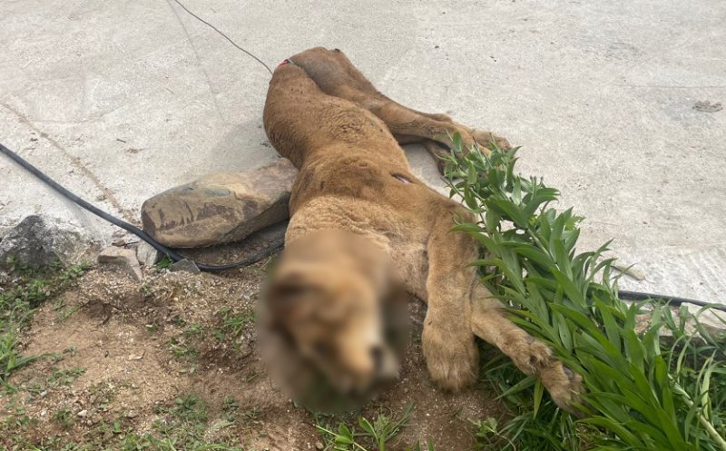 20년 갇혀 살다, 밖에서 20분 쉬고 사살된 암사자.."이게 최선일까요" [어떻게 생각하세요]