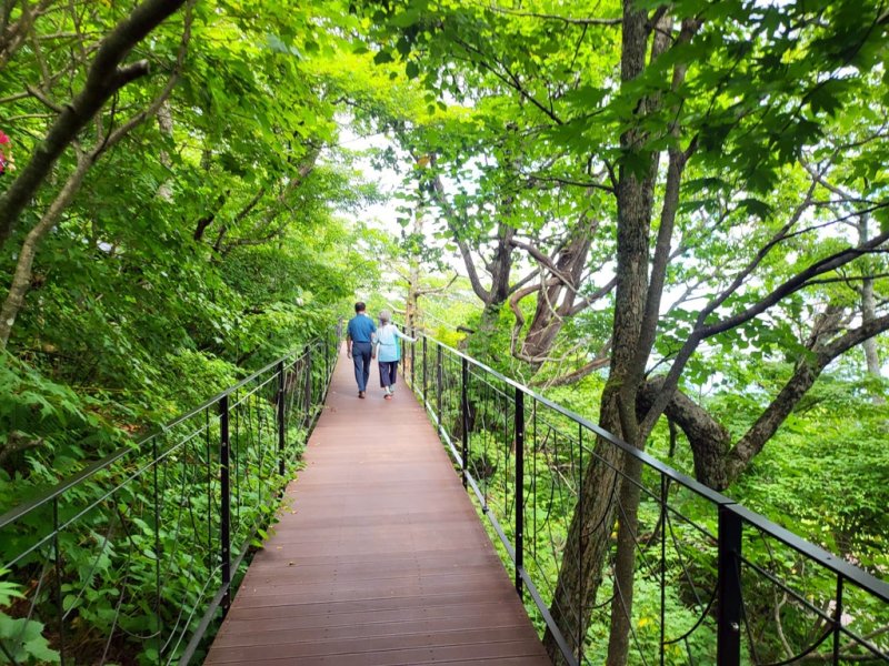발왕산 천년 주목 숲길 [촬영 이상학]