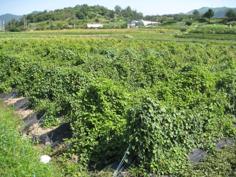 하수오 [경남 산청군 제공. 재판매 및 DB 금지]