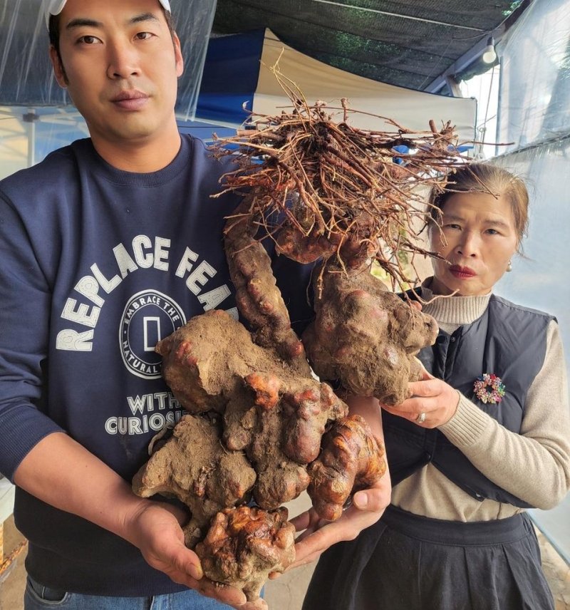 밀양서 180년 묵은 12㎏ 초대형 '하수오' 발견 밀양서 180년 묵은 12㎏ 초대형 '하수오' 발견 (밀양=연합뉴스) 한국전통심마니협회는 산행 중이던 밀양시민 박필순, 최용원 씨 모자가 지난 8일 경남 밀양시 종남산에서 180년 이상 됐을 것으로 감정되는 12㎏짜리 초대형 하수오 뿌리를 발견했다고 14일 밝혔다. 사진은 대형 하수오 캐낸 박필순, 최용원 씨 모자. 2023.2.14 [한국전통심마니협회 제공. 재판매 및 DB 금지] photo@yna.co.kr (끝)