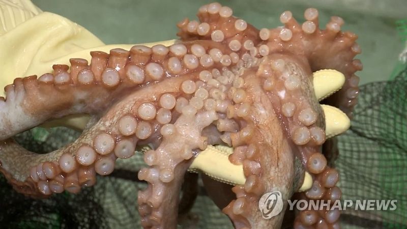 "문어 떼어내려다"...50대男, 영일만 방파제서 떨어져