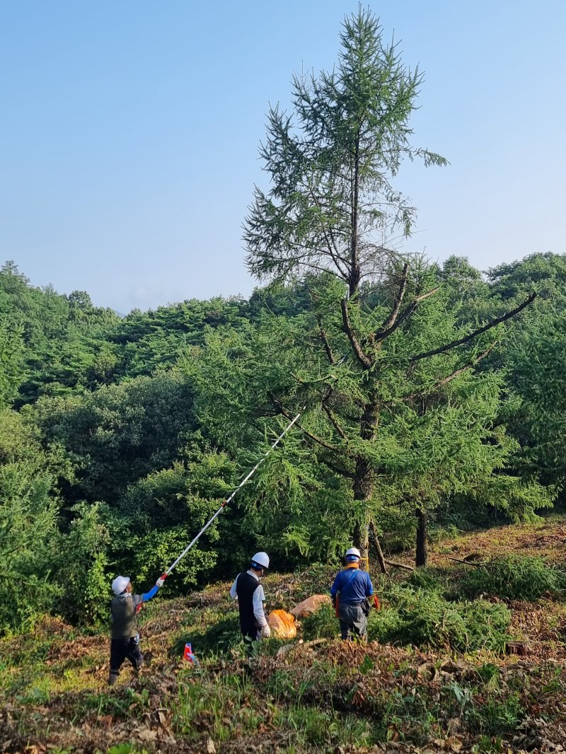 산림품종관리센터, 채종원산 우량종자 본격 채취…7885명 투입 - 파이낸셜뉴스