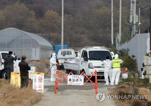 철원 아프리카 돼지열병 방역대 이동제한 전면 해제