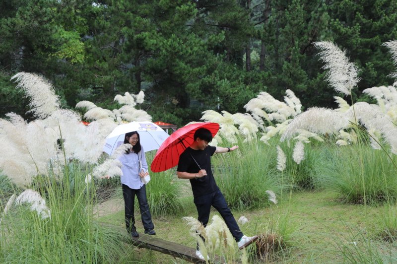 비 오는 날 팜파스그라스가 핀 어린이 정원을 걷는 탐방객.(수목원 제공)/뉴스1