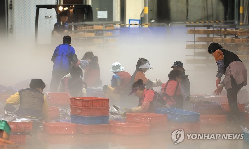 고등어 정리하는 어민들 고등어 정리하는 어민들 (제주=연합뉴스) 박지호 기자 = 24일 후쿠시마 제1원자력발전소 오염수의 해양 방류가 예정된 가운데 이날 오전 제주시 수협위판장에서 어민들이 잡아온 고등어를 정리하고 있다. 2023.8.24 jihopark@yna.co.kr (끝)