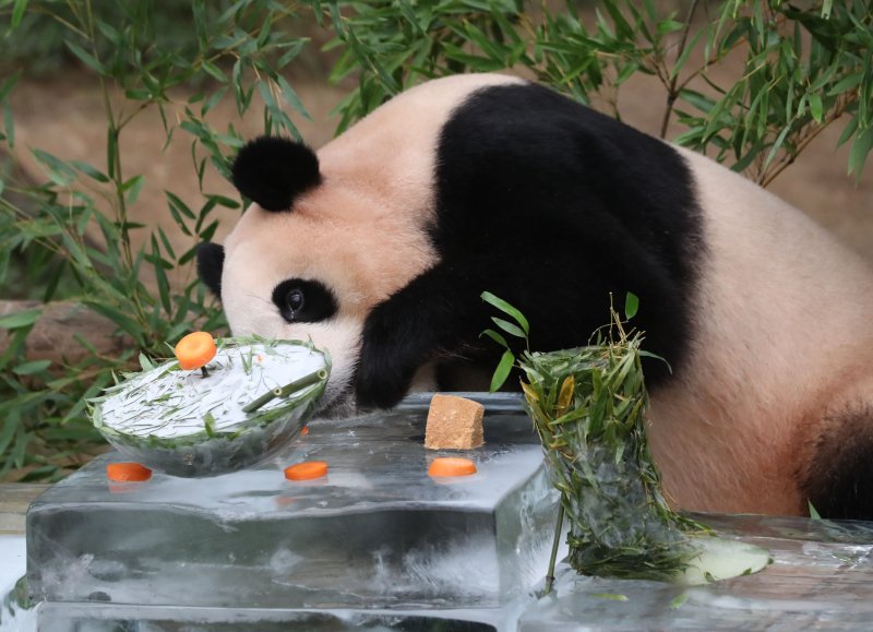 무더운 여름을 나고 있는 푸바오가 24일 오전 경기 용인시 처인구 에버랜드 판다월드에서 사육사들이 선물한 얼음냉면을 먹고 있다. 2023.8.24/뉴스1 ⓒ News1 김영운 기자