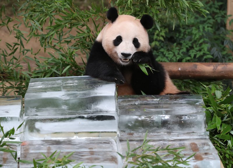 무더운 여름을 나고 있는 푸바오가 24일 오전 경기 용인시 처인구 에버랜드 판다월드에서 사육사들이 준비한 얼음 평상 위에서 더위를 식히고 있다. 2023.8.24/뉴스1 ⓒ News1 김영운 기자