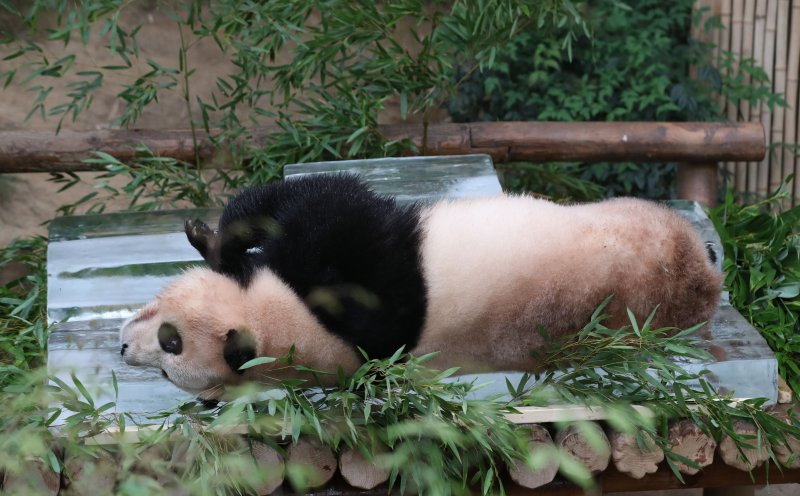 무더운 여름을 나고 있는 푸바오가 24일 오전 경기 용인시 처인구 에버랜드 판다월드에서 사육사들이 준비한 얼음 평상 위에서 더위를 식히고 있다. 2023.8.24/뉴스1 ⓒ News1 김영운 기자