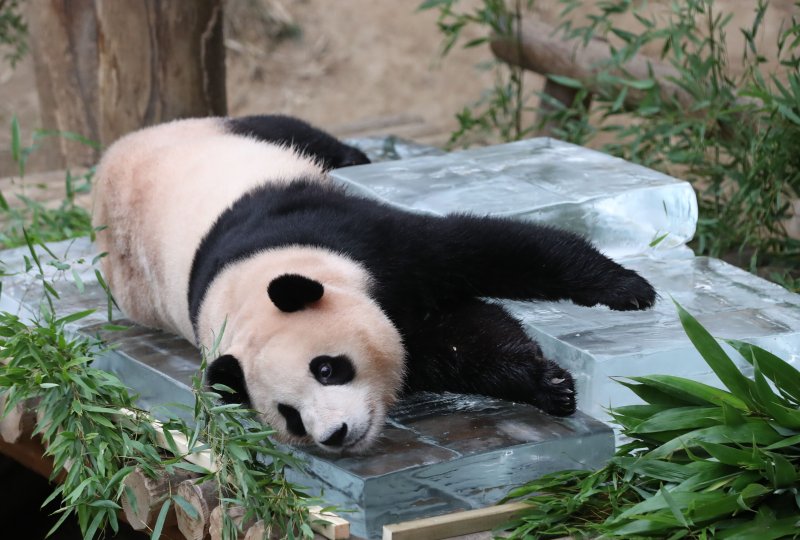 무더운 여름을 나고 있는 푸바오가 24일 오전 경기 용인시 처인구 에버랜드 판다월드에서 사육사들이 준비한 얼음 평상 위에서 더위를 식히고 있다. 2023.8.24/뉴스1 ⓒ News1 김영운 기자