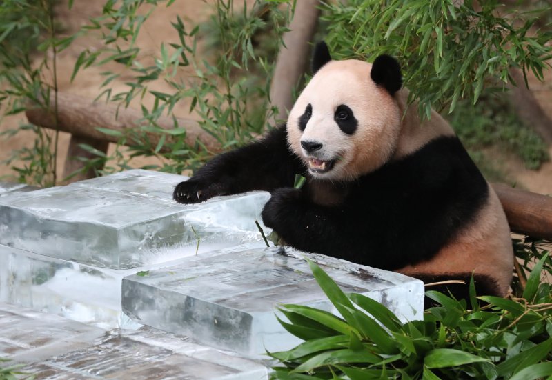 무더운 여름을 나고 있는 푸바오가 24일 오전 경기 용인시 처인구 에버랜드 판다월드에서 사육사들이 준비한 얼음 평상 위에서 더위를 식히고 있다. 2023.8.24/뉴스1 ⓒ News1 김영운 기자