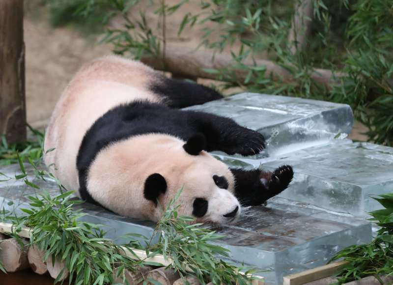 무더운 여름을 나고 있는 푸바오가 24일 오전 경기 용인시 처인구 에버랜드 판다월드에서 사육사들이 준비한 얼음 평상 위에서 더위를 식히고 있다. 2023.8.24/뉴스1 ⓒ News1 김영운 기자