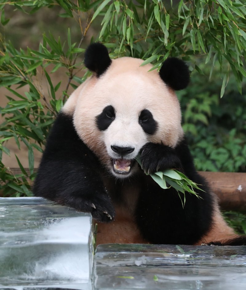 무더운 여름을 나고 있는 푸바오가 24일 오전 경기 용인시 처인구 에버랜드 판다월드에서 사육사들이 준비한 먹이를 먹고 있다. 2023.8.24/뉴스1 ⓒ News1 김영운 기자