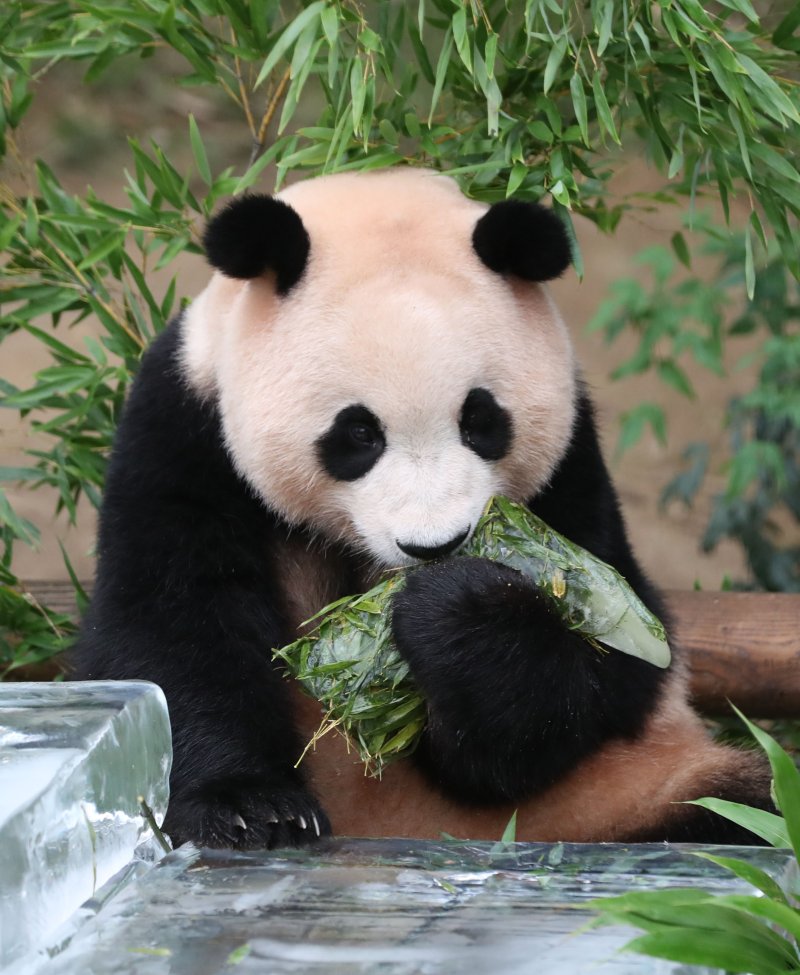 무더운 여름을 나고 있는 푸바오가 24일 오전 경기 용인시 처인구 에버랜드 판다월드에서 사육사들이 선물한 얼음 장화를 먹고 있다. 2023.8.24/뉴스1 ⓒ News1 김영운 기자