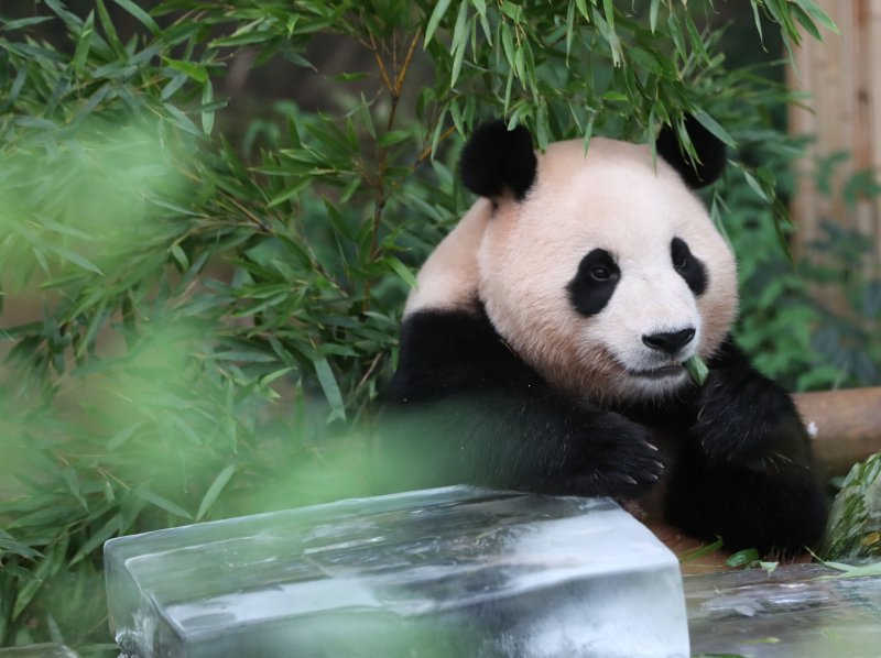 무더운 여름을 나고 있는 푸바오가 24일 오전 경기 용인시 처인구 에버랜드 판다월드에서 사육사들이 준비한 먹이를 먹고 있다. 2023.8.24/뉴스1 ⓒ News1 김영운 기자