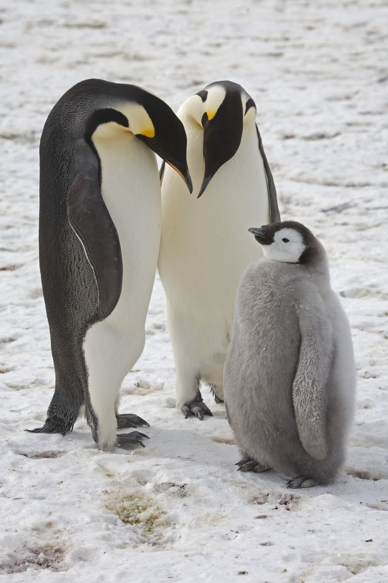 황제펭귄 수컷과 암컷이 새끼를 돌보고 있다. 영국남극연구소 제공