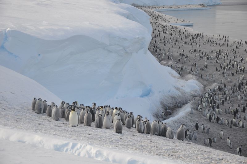 황제펭귄이 번식을 위해 바다얼음 위에 집단으로 서식하고 있다. 크리스토퍼 월튼 제공