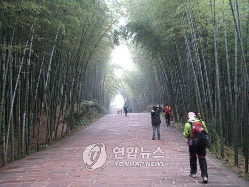 중국 쓰촨성 대나무숲 [연합뉴스 자료사진]