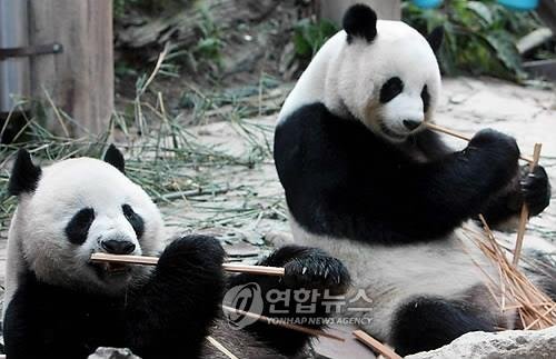 태국 치앙마이 동물원의 자이언트판다 린후이(왼쪽)와 추앙추앙(오른쪽) [EPA=연합뉴스 자료사진]