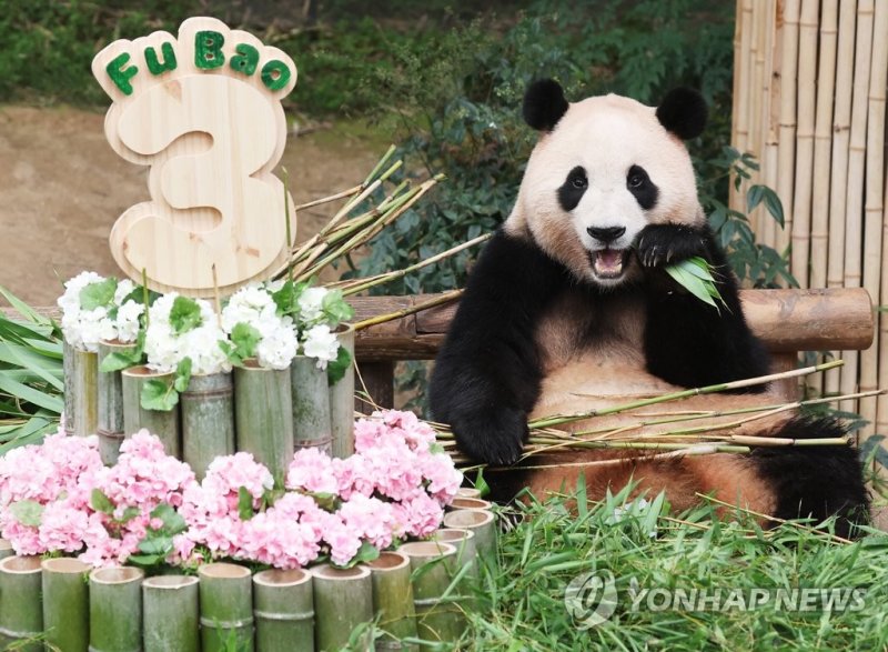 언니 판다 푸바오 '이제 세 살이에요' 언니 판다 푸바오 '이제 세 살이에요' (용인=연합뉴스) 홍기원 기자 = 20일 오전 경기도 용인시 에버랜드에서 세 번째 생일을 맞은 판다 푸바오가 사육사들이 준비한 케이크 옆에서 대나무를 먹고 있다. 2023.7.20 xanadu@yna.co.kr (끝)