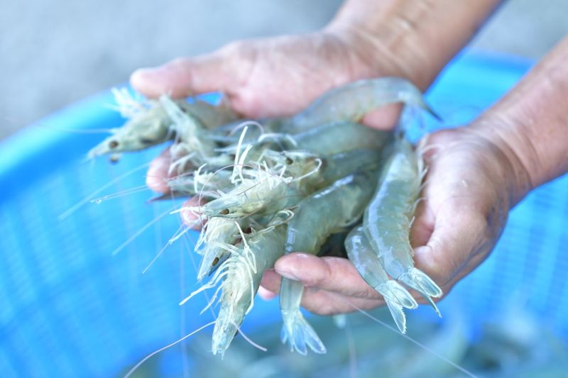 신안 왕새우는 게르마늄과 미네랄 성분이 다량 함유돼 있어 맛과 영양 면에서 전국 미식가들로부터 정평이 나 있다.<div id='ad_body2' class='ad_center'></div>