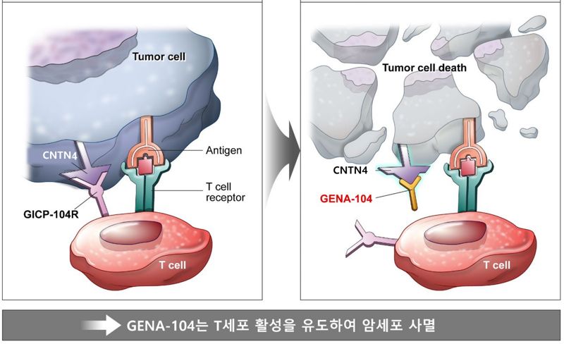 지놈앤컴퍼니 항암제 GENA-104 韓 1상 IND제출