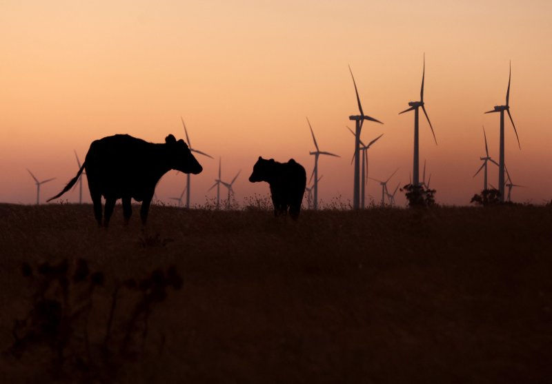 미국 캘리포니아주 실리콘밸리와 가까운 리오비스타 인근에서 소들이 풀을 뜯고 있다. /사진=AFP연합뉴스