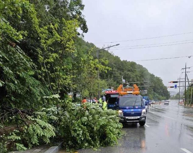 안동시 옥동 도로에 쓰러진 나무 [경북소방본부 제공, 재판매 및 DB 금지]