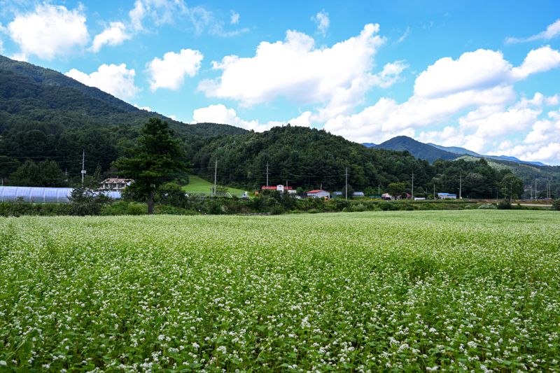 평창 메밀꽃 밭 풍경