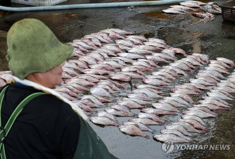 걱정이네 걱정이네 (양양=연합뉴스) 양지웅 기자 = 일본 후쿠시마 제1원자력발전소 오염수 방류 이튿날인 25일 강원 양양군 남애항 내 수협 위판장에서 한 어민이 경매에 넘길 생선을 정리한 뒤 쉬고 있다. 2023.8.25 yangdoo@yna.co.kr (끝)