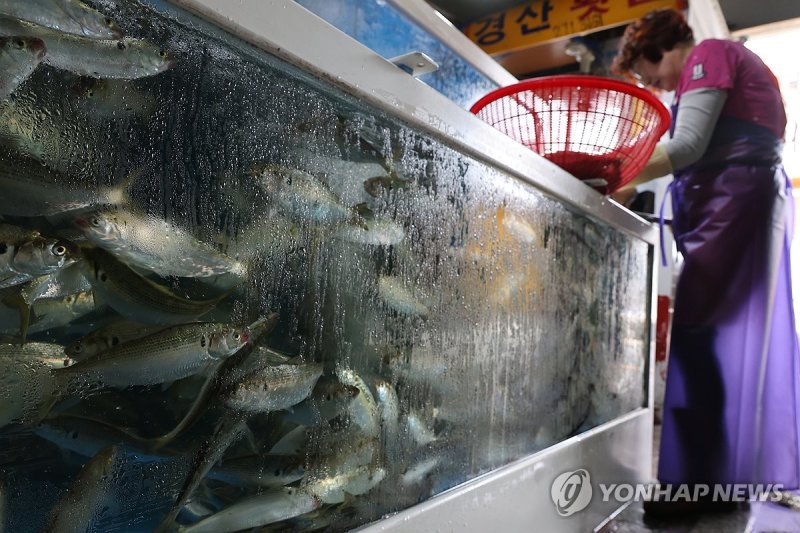 전어 축제에 손님맞이 분주 전어 축제에 손님맞이 분주 (부산=연합뉴스) 박성제 기자 = 일본 후쿠시마 오염수 방류로 인해 수산물 소비 위축이 우려되는 가운데 29일 부산 강서구에서 열린 명지시장 전어축제에 상인이 손님맞이를 준비하고 있다. 이날 축제에는 전어 시식회 등 다양한 부대행사가 진행됐다. 2023.8.29 psj19@yna.co.kr (끝)