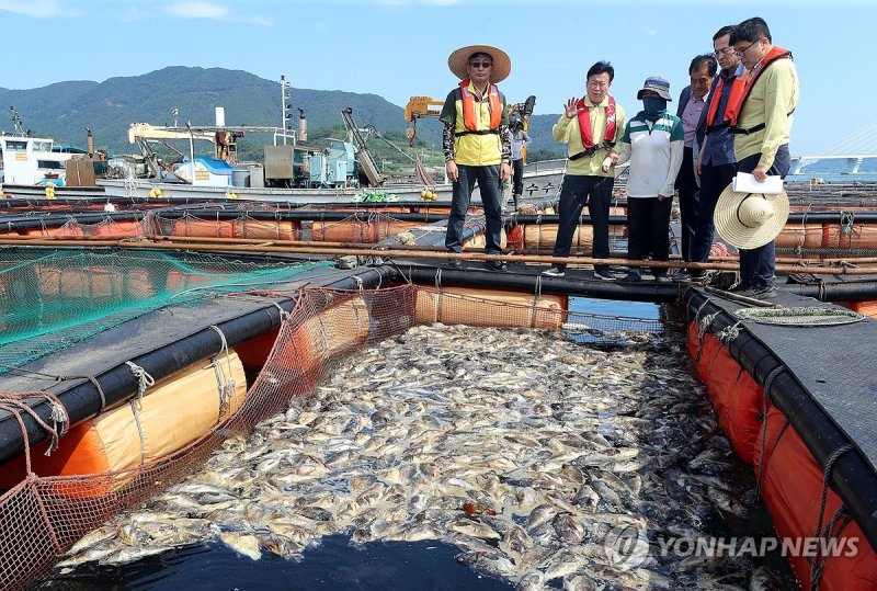 여수 양식장 폐사 여수 양식장 폐사 (여수=연합뉴스) 장덕종 기자 = 26일 전남 여수시 돌산읍 군내면 양식장에 우럭이 집단 폐사해 물 위로 떠올라 있다. 정기명(사진 가운데) 여수시장이 폐사 상황을 점검하고 있다. 2023.8.26 cbebop@yna.co.kr (끝)