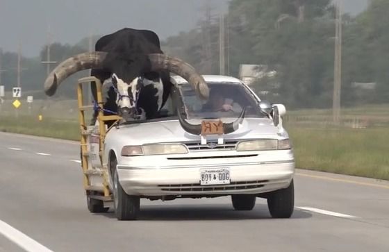 미국 네브래스카주에서 차량 운전자가 조수석에 황소를 태우고 다녀 제지를 받았다. / 현지 매체 '뉴스채널 네브래스카' 갈무리