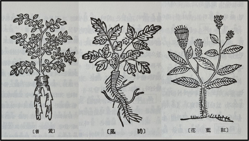 <본초강목>에 그려진 황기(黃芪, 맨 왼쪽), 방풍(防風, 가운데), 홍화(紅花)의 모습. 이들 재료들과 함께 한약재는 훈증법으로 사용되기도 했다.