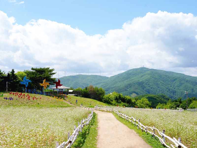 휘닉스 평창 단지 내 해발 1050m 몽블랑 정상 메밀꽃밭. 휘닉스호텔&리조트 제공