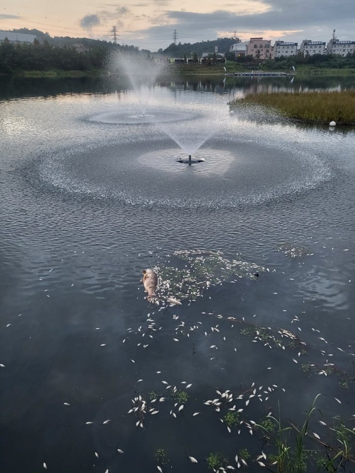 3일 충북 진천군 덕산읍 신척저수지에 사는 물고기가 떼죽음을 당해 진천군과 농어촌공사가 조사에 착수했다.(독자 제공)2023.9.3/뉴스1