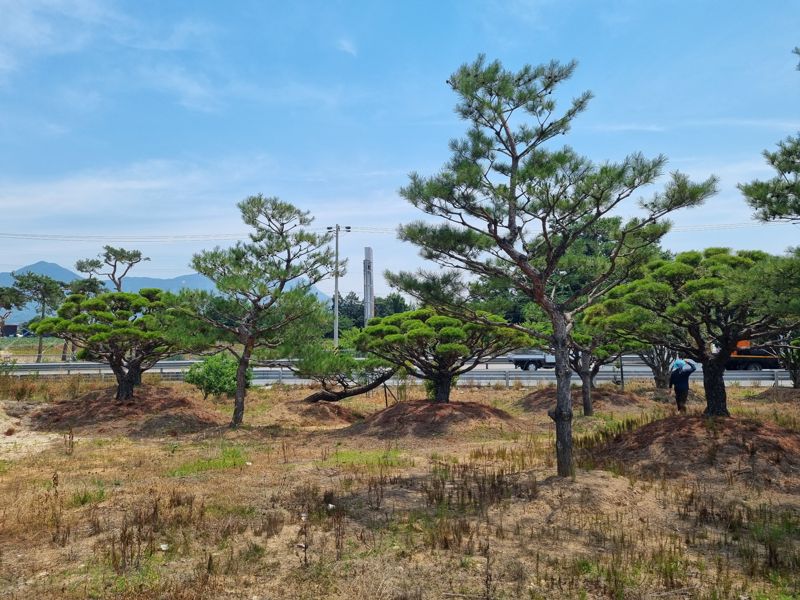 전남도산림자원연구소는 소나무류 반출 금지구역에서 조경수와 분재 이동 시 소나무재선충병 미감염 확인증을 반드시 받아야 한다고 4일 밝혔다. 사진은 재선충병 감염 현장 확인 모습. 전남도산림자원연구소 제공