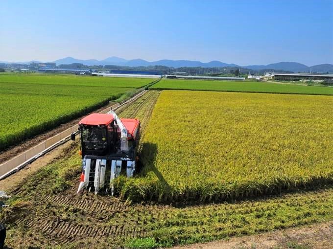 지난 2일 충남 천안시 성남면 대흥리 이상희 농가에서 올해 첫 벼 수확이 이뤄지고 있다. 사진=천안시 제공 *재판매 및 DB 금지 /사진=뉴시스