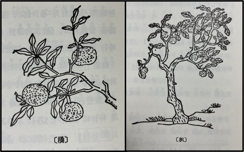 <본초강목>에 그려진 귤(橘, 귤나무)과 지(枳, 탱자나무).