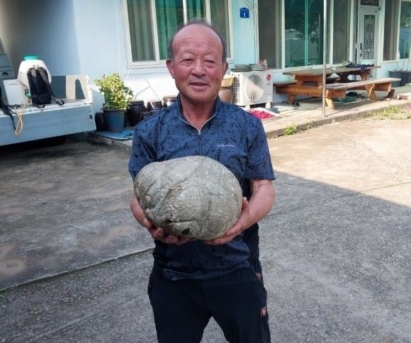 충남 홍성군에서 희귀종인 댕구알버섯이 발견됐다. 홍성군 제공