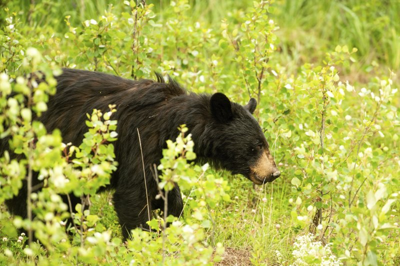 [홋카이도=AP/뉴시스] 일본에서 인간을 공격하는 곰이 늘어남에 따라 환경성이 경계심을 늦추지 말고 대비할 것을 경고했다고 6일(현지시간) 일본 아사히신문은 보도했다. 사진은 풀 숲 사이로 몸을 드러낸 곰. 2023.09.08.