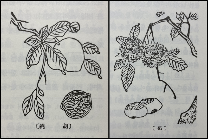 <본초강목>에 그려진 호도(胡桃, 호두)(왼쪽)와 율(栗, 밤). 호두와 밤을 기침에 사용할 때는 속껍질을 제거하면 안된다.