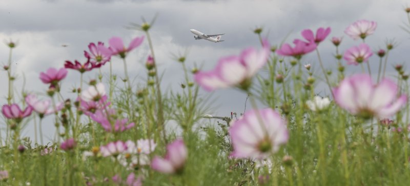 [인천=뉴시스] 정병혁 기자 = 14일 인천 중구 인천공항 하늘정원에 핀 코스모스 위로 비행기가 날아가고 있다. 인천공항공사는 인천공항 내 하늘정원에 코스모스 꽃밭을 조성하고 오는 15일부터 내달 9일까지 4주간 무료로 개방한다 2023.09.14. jhope@newsis.com