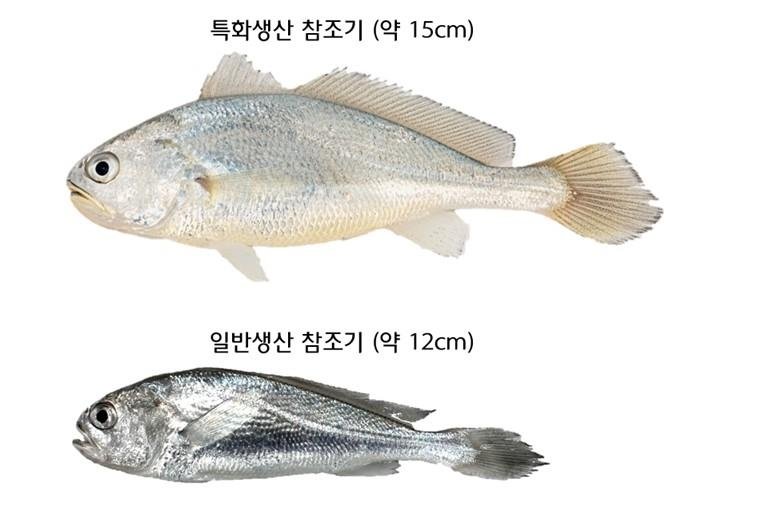 특화 생산 참조기 [수과원 제공. 재판매 및 DB금지]