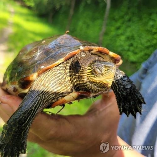 중국줄무늬목거북 [연합뉴스 자료사진]