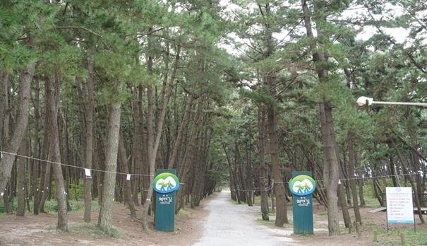 태안해변길 5코스 노을길에 속한 사색의 길은 소나무가 우거져 한가로운 풍경을 감상할 수 있고, 가족, 친구, 연인과 솔향을 만끽할 수 있는 삼봉해변 사색의 길(태안해안국립공원 제공)/뉴스1