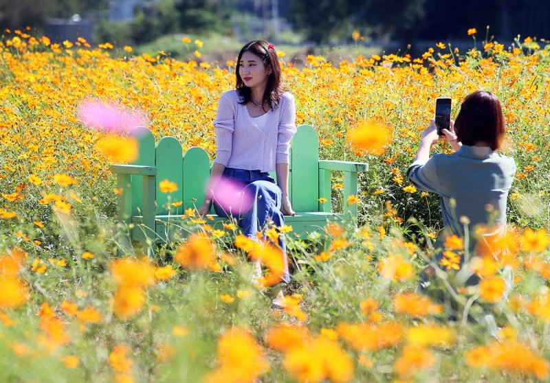 22일 오후 강원도 평창읍 평창강 일원에서 개막한 ‘2023 평창백일홍축제’를 찾은 방문객들이 황화국화를 배경으로 사진을 촬영하고 있다. ‘대한민국 가을이 시작되는 곳, 평창 천만송이 백일홍과 함께 걷는 가을산책’이란 주제로 진행되는 올해 축제는 평창강 주변은 1000여만 송이의 만개한 백일홍과 다양한 체험행사로 10월 1일까지 계속된다. (평창군 제공) 2023.9.22/뉴스1