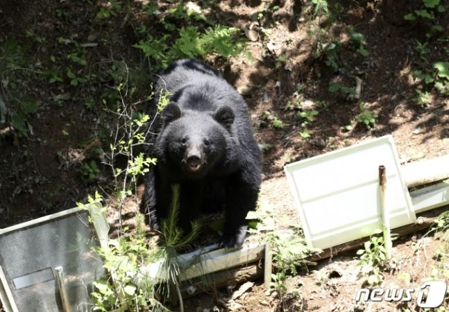 일본을 관광하던 한국인 관광객이 야생곰으로부터 습격을 받았다. (자료사진) 뉴스1