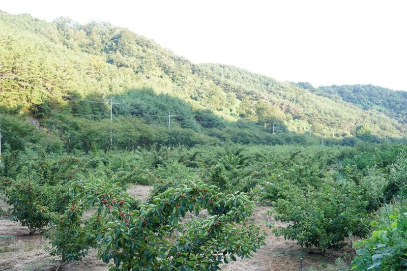 꾸지뽕나무 재배 [경남 산청군 제공. 재판매 및 DB 금지]