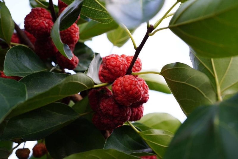 꾸지뽕 열매 [경남 산청군 제공. 재판매 및 DB 금지]