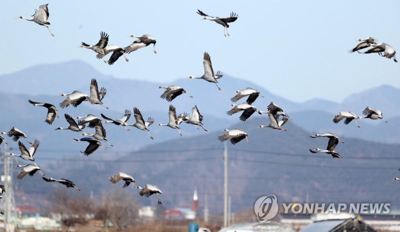 주남저수지 재두루미 비행 재두루미 비행 (창원=연합뉴스) 겨울 진객 재두루미가 경남 창원시 의창구 동읍에 위치한 국내 대표 철새 도래지인 주남저수지에서 무리를 지어 비행하고 있다. 사진은 지난 21∼24일에 촬영한 것이다. 2023.1.25 [최종수 생태사진가 제공. 재판매 및 DB 금지] image@yna.co.kr (끝)
